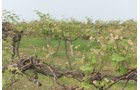 Concord Grapes in Van Buren County, Michigan farmland - LAND AUCTION - 194+/- ACRES OFFERED IN 5 TRACTS IN VAN BUREN COUNTY, MICHIGAN