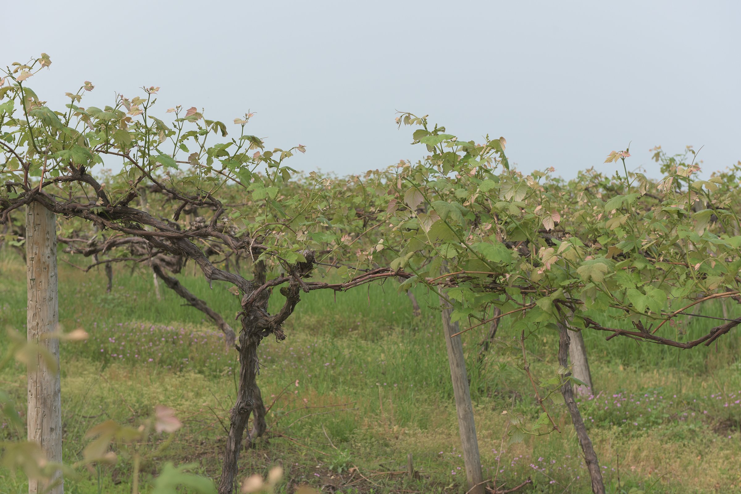 Concord Grapes in Van Buren County, Michigan farmland - LAND AUCTION - 194+/- ACRES OFFERED IN 5 TRACTS IN VAN BUREN COUNTY, MICHIGAN