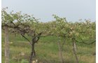 Concord Grapes in Van Buren County, Michigan farmland - LAND AUCTION - 194+/- ACRES OFFERED IN 5 TRACTS IN VAN BUREN COUNTY, MICHIGAN