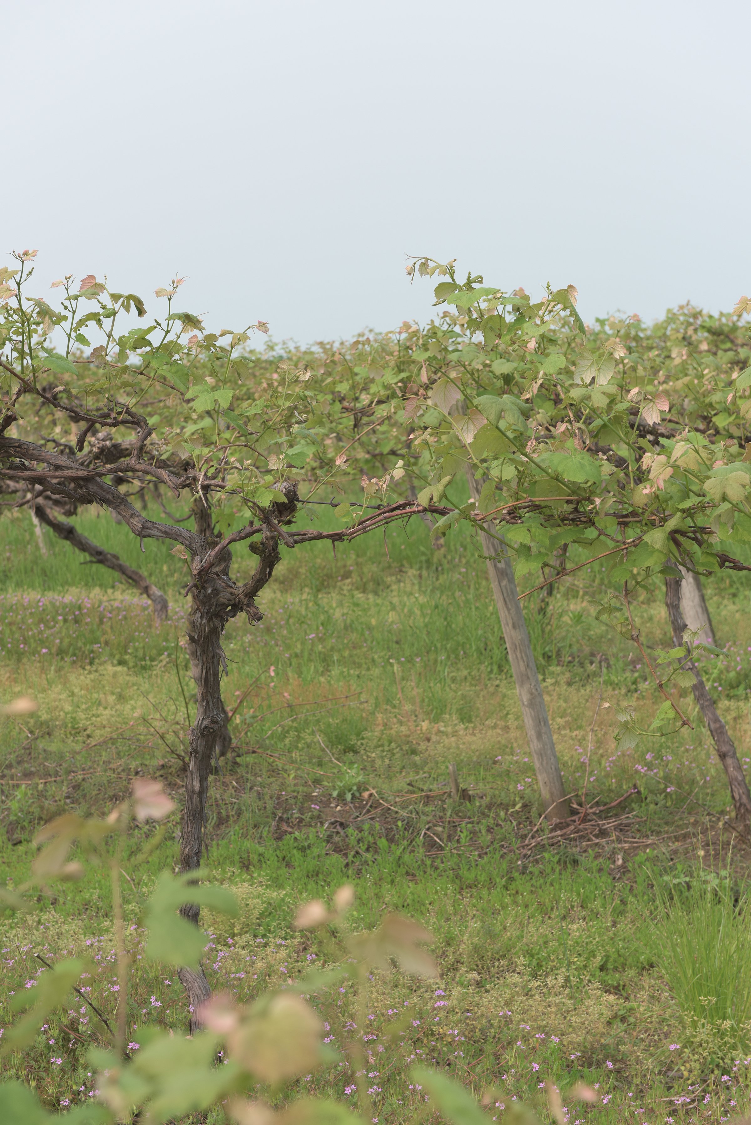 Concord Grapes in Van Buren County, Michigan farmland - LAND AUCTION - 194+/- ACRES OFFERED IN 5 TRACTS IN VAN BUREN COUNTY, MICHIGAN