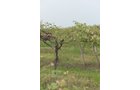 Concord Grapes in Van Buren County, Michigan farmland - LAND AUCTION - 194+/- ACRES OFFERED IN 5 TRACTS IN VAN BUREN COUNTY, MICHIGAN