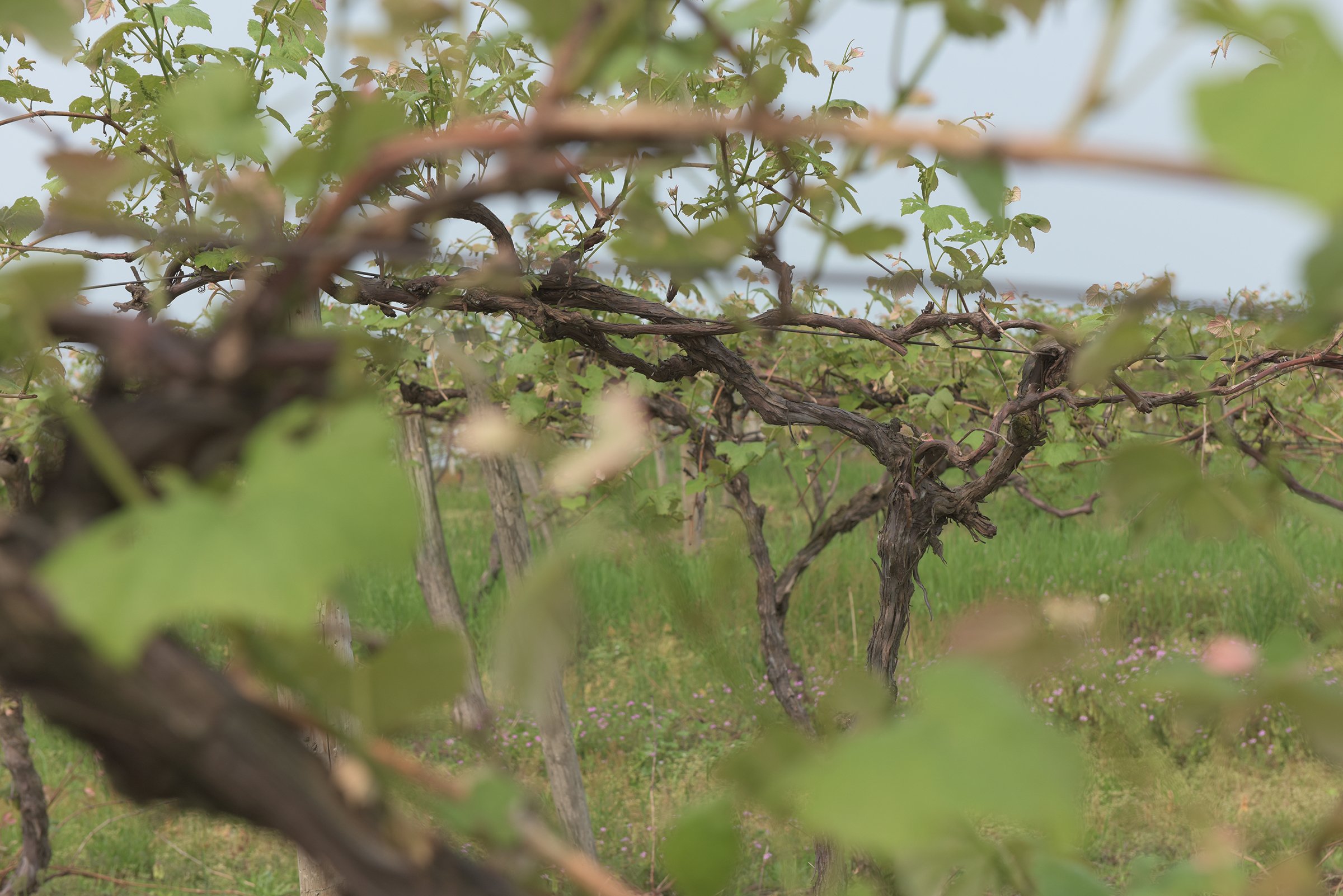 Concord Grapes in Van Buren County, Michigan farmland - LAND AUCTION - 194+/- ACRES OFFERED IN 5 TRACTS IN VAN BUREN COUNTY, MICHIGAN