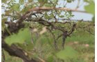 Concord Grapes in Van Buren County, Michigan farmland - LAND AUCTION - 194+/- ACRES OFFERED IN 5 TRACTS IN VAN BUREN COUNTY, MICHIGAN