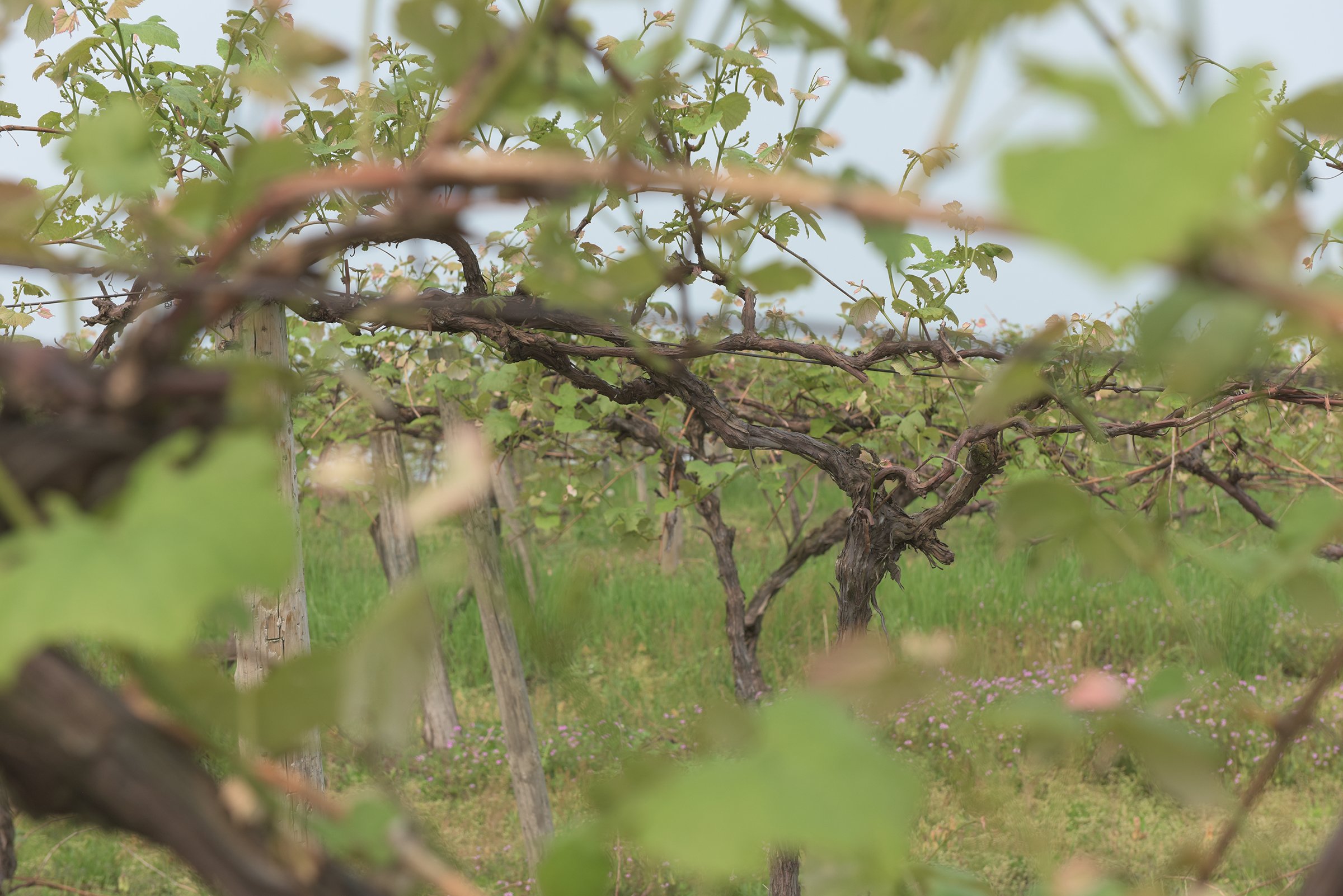 Concord Grapes in Van Buren County, Michigan farmland - LAND AUCTION - 194+/- ACRES OFFERED IN 5 TRACTS IN VAN BUREN COUNTY, MICHIGAN