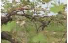 Concord Grapes in Van Buren County, Michigan farmland - LAND AUCTION - 194+/- ACRES OFFERED IN 5 TRACTS IN VAN BUREN COUNTY, MICHIGAN