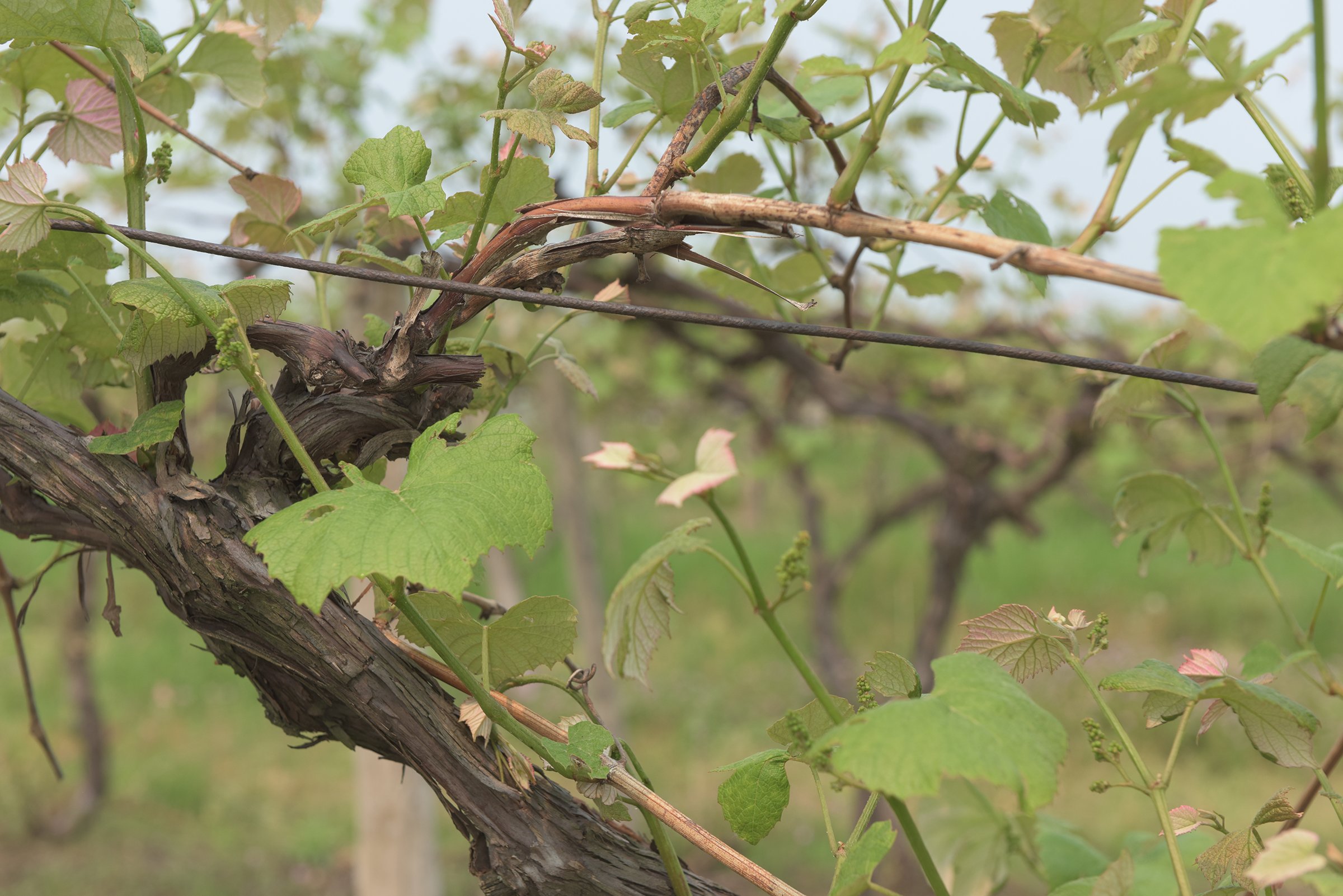 Concord Grapes in Van Buren County, Michigan farmland - LAND AUCTION - 194+/- ACRES OFFERED IN 5 TRACTS IN VAN BUREN COUNTY, MICHIGAN