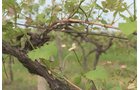 Concord Grapes in Van Buren County, Michigan farmland - LAND AUCTION - 194+/- ACRES OFFERED IN 5 TRACTS IN VAN BUREN COUNTY, MICHIGAN