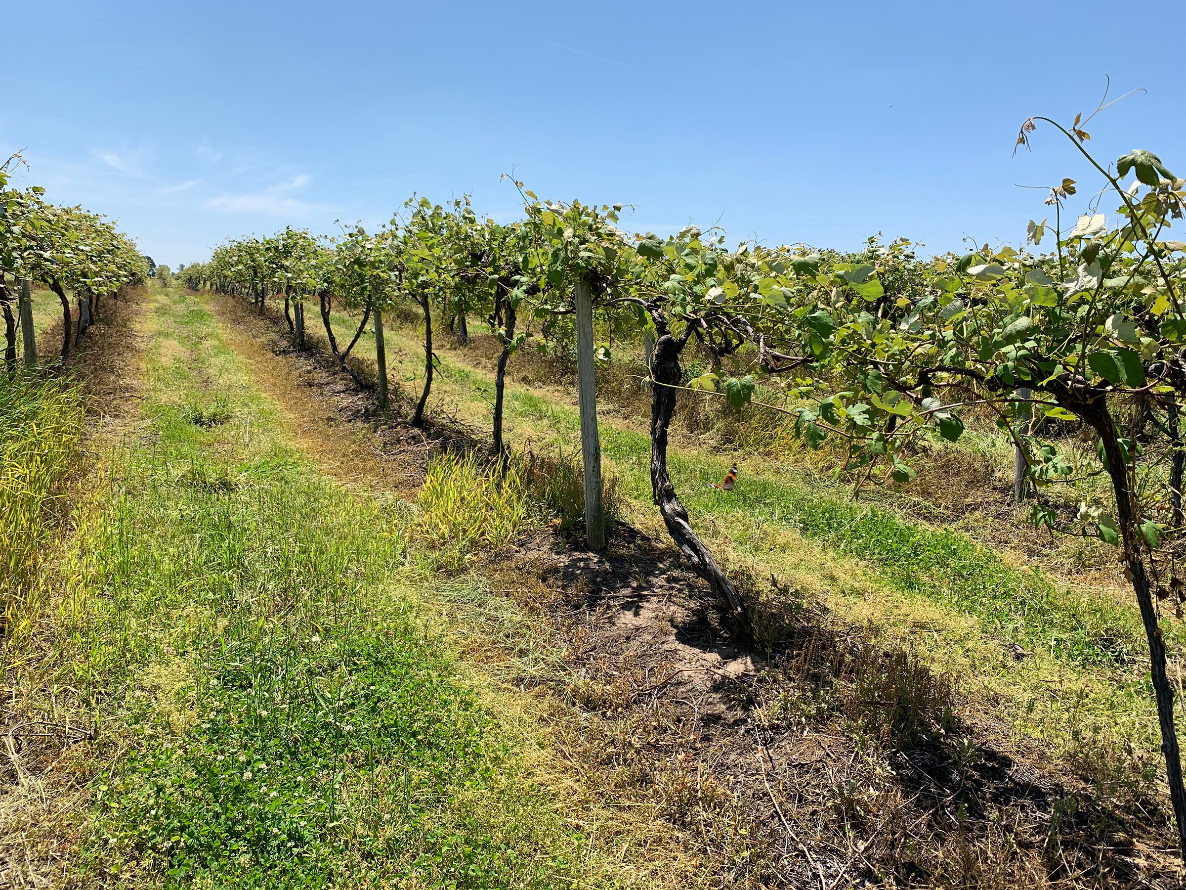 Concord Grapes in Van Buren County, Michigan farmland - LAND AUCTION - 194+/- ACRES OFFERED IN 5 TRACTS IN VAN BUREN COUNTY, MICHIGAN