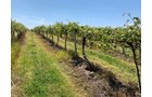 Concord Grapes in Van Buren County, Michigan farmland - LAND AUCTION - 194+/- ACRES OFFERED IN 5 TRACTS IN VAN BUREN COUNTY, MICHIGAN