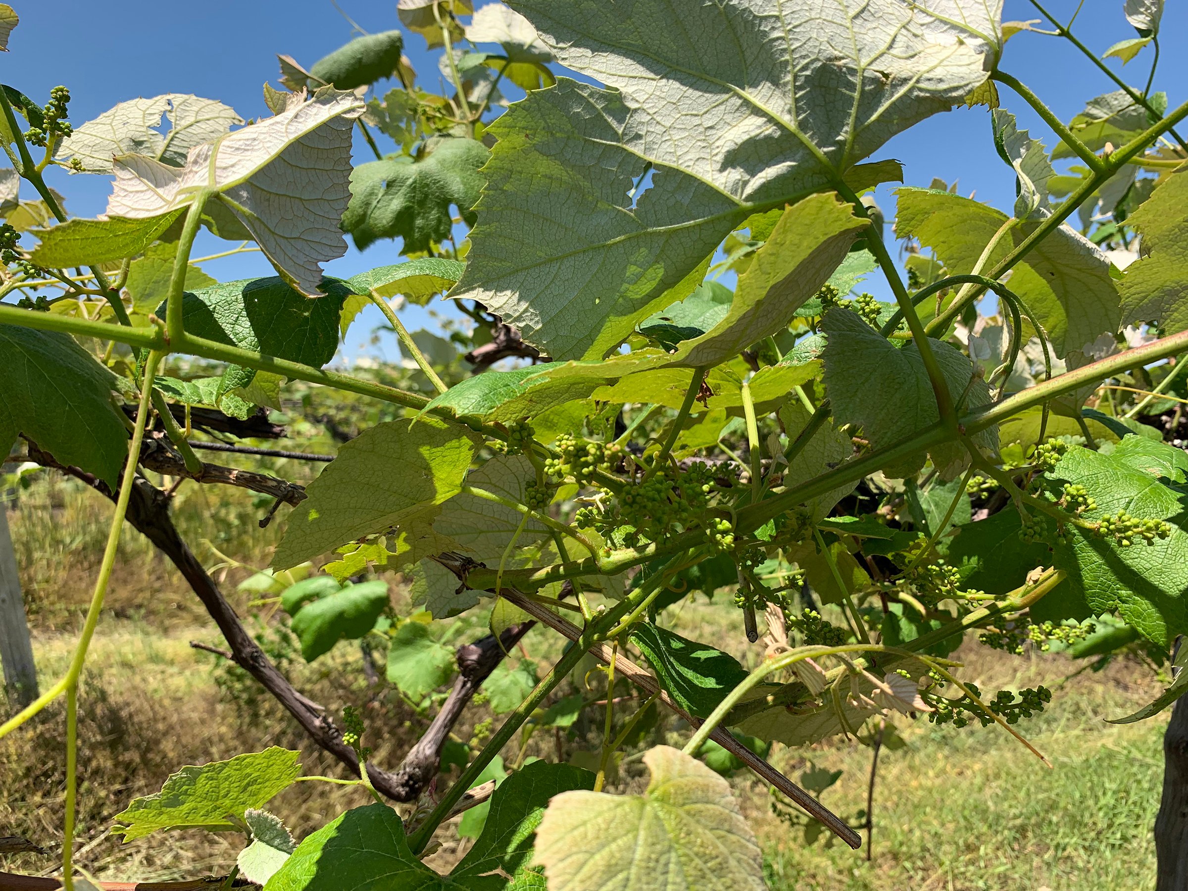 Concord Grapes in Van Buren County, Michigan farmland - LAND AUCTION - 194+/- ACRES OFFERED IN 5 TRACTS IN VAN BUREN COUNTY, MICHIGAN