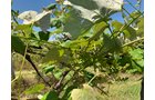 Concord Grapes in Van Buren County, Michigan farmland - LAND AUCTION - 194+/- ACRES OFFERED IN 5 TRACTS IN VAN BUREN COUNTY, MICHIGAN