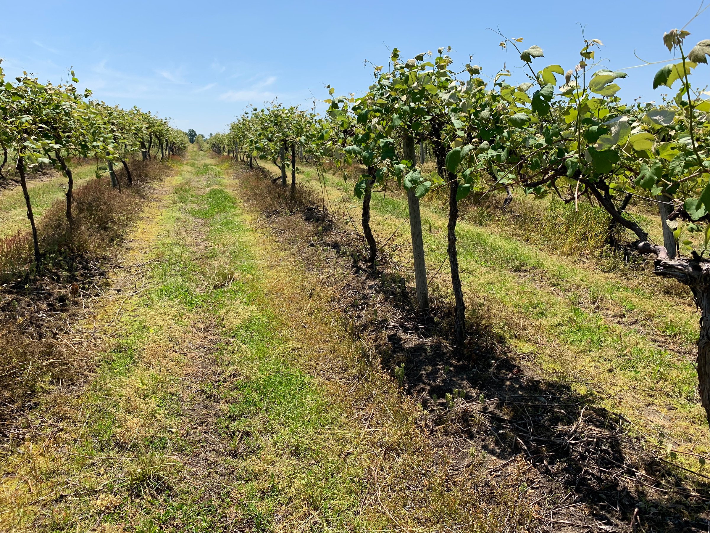 Concord Grapes in Van Buren County, Michigan farmland - LAND AUCTION - 194+/- ACRES OFFERED IN 5 TRACTS IN VAN BUREN COUNTY, MICHIGAN