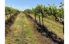 Concord Grapes in Van Buren County, Michigan farmland - LAND AUCTION - 194+/- ACRES OFFERED IN 5 TRACTS IN VAN BUREN COUNTY, MICHIGAN