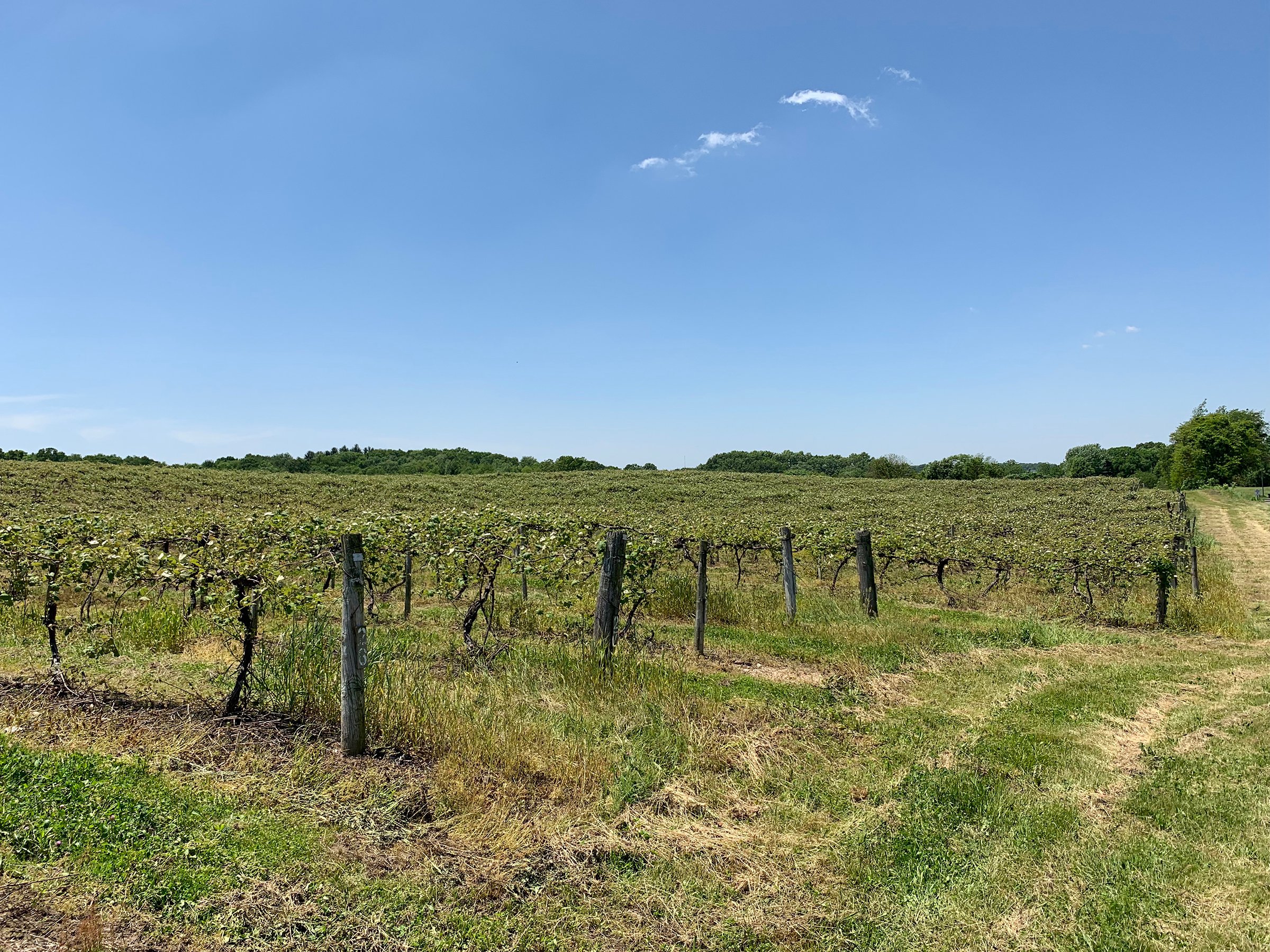 Concord Grapes in Van Buren County, Michigan farmland - LAND AUCTION - 194+/- ACRES OFFERED IN 5 TRACTS IN VAN BUREN COUNTY, MICHIGAN