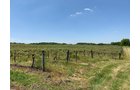 Concord Grapes in Van Buren County, Michigan farmland - LAND AUCTION - 194+/- ACRES OFFERED IN 5 TRACTS IN VAN BUREN COUNTY, MICHIGAN