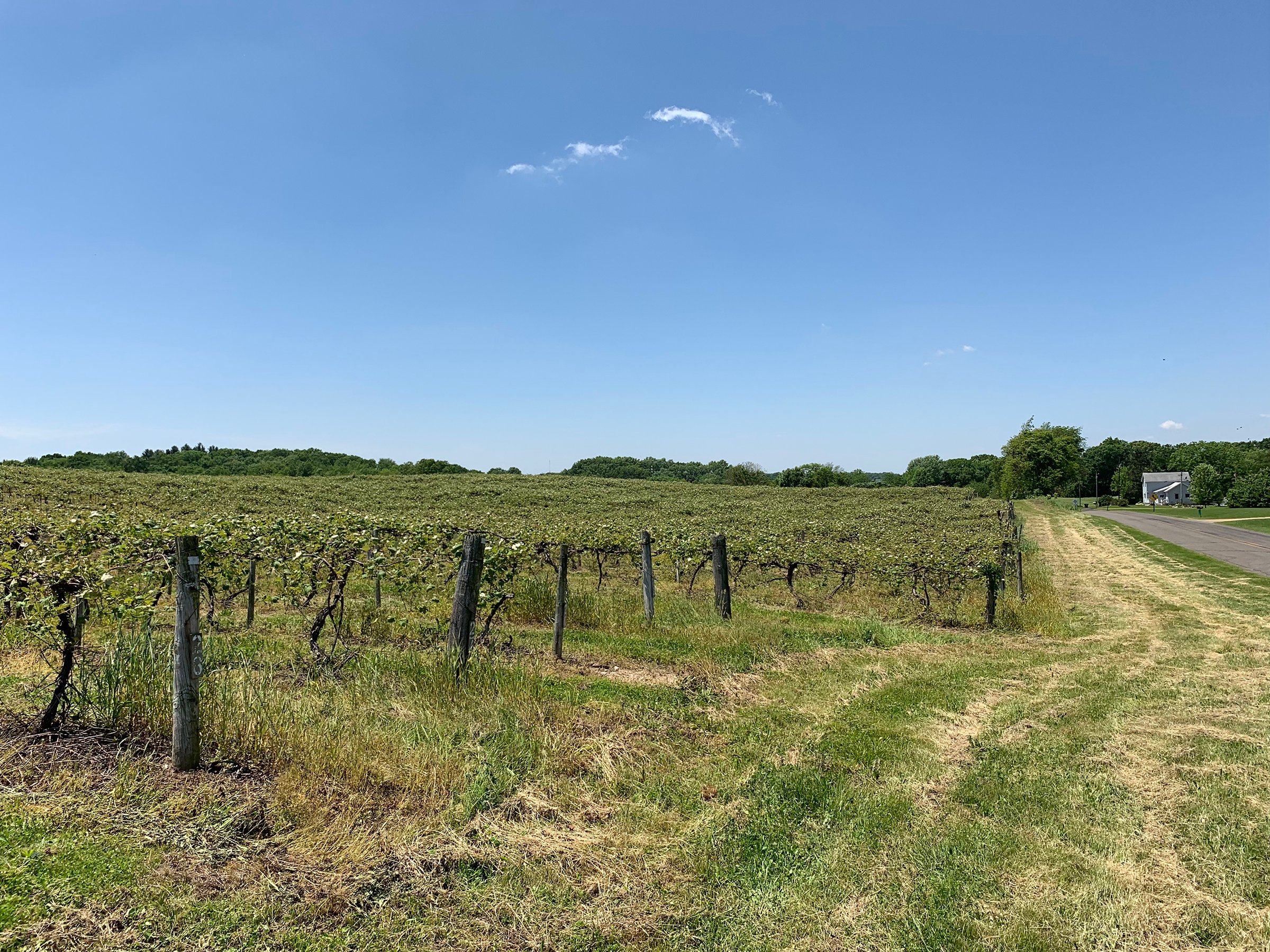 Concord Grapes in Van Buren County, Michigan farmland - LAND AUCTION - 194+/- ACRES OFFERED IN 5 TRACTS IN VAN BUREN COUNTY, MICHIGAN