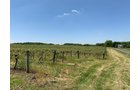 Concord Grapes in Van Buren County, Michigan farmland - LAND AUCTION - 194+/- ACRES OFFERED IN 5 TRACTS IN VAN BUREN COUNTY, MICHIGAN
