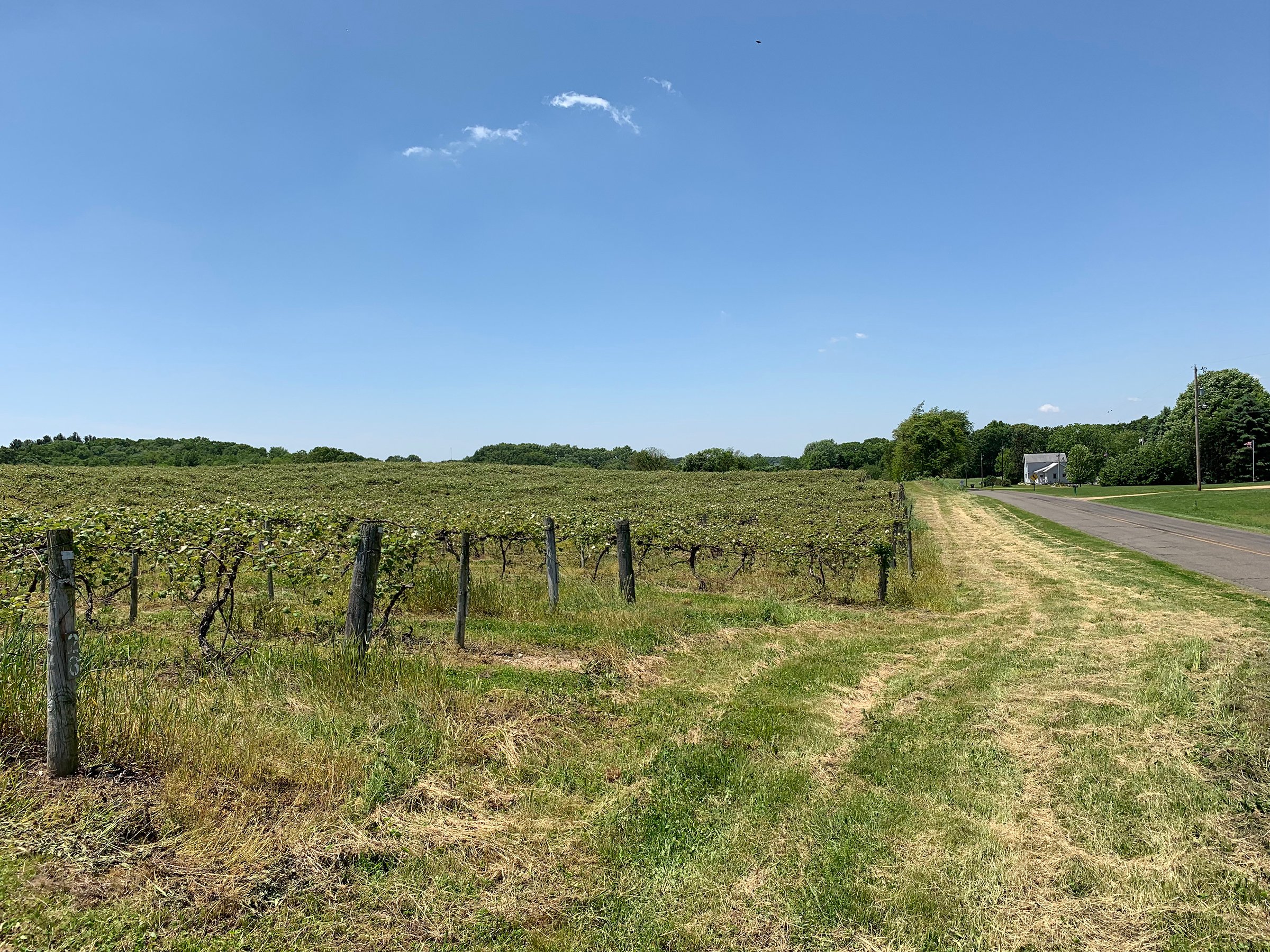 Concord Grapes in Van Buren County, Michigan farmland - LAND AUCTION - 194+/- ACRES OFFERED IN 5 TRACTS IN VAN BUREN COUNTY, MICHIGAN