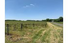 Concord Grapes in Van Buren County, Michigan farmland - LAND AUCTION - 194+/- ACRES OFFERED IN 5 TRACTS IN VAN BUREN COUNTY, MICHIGAN