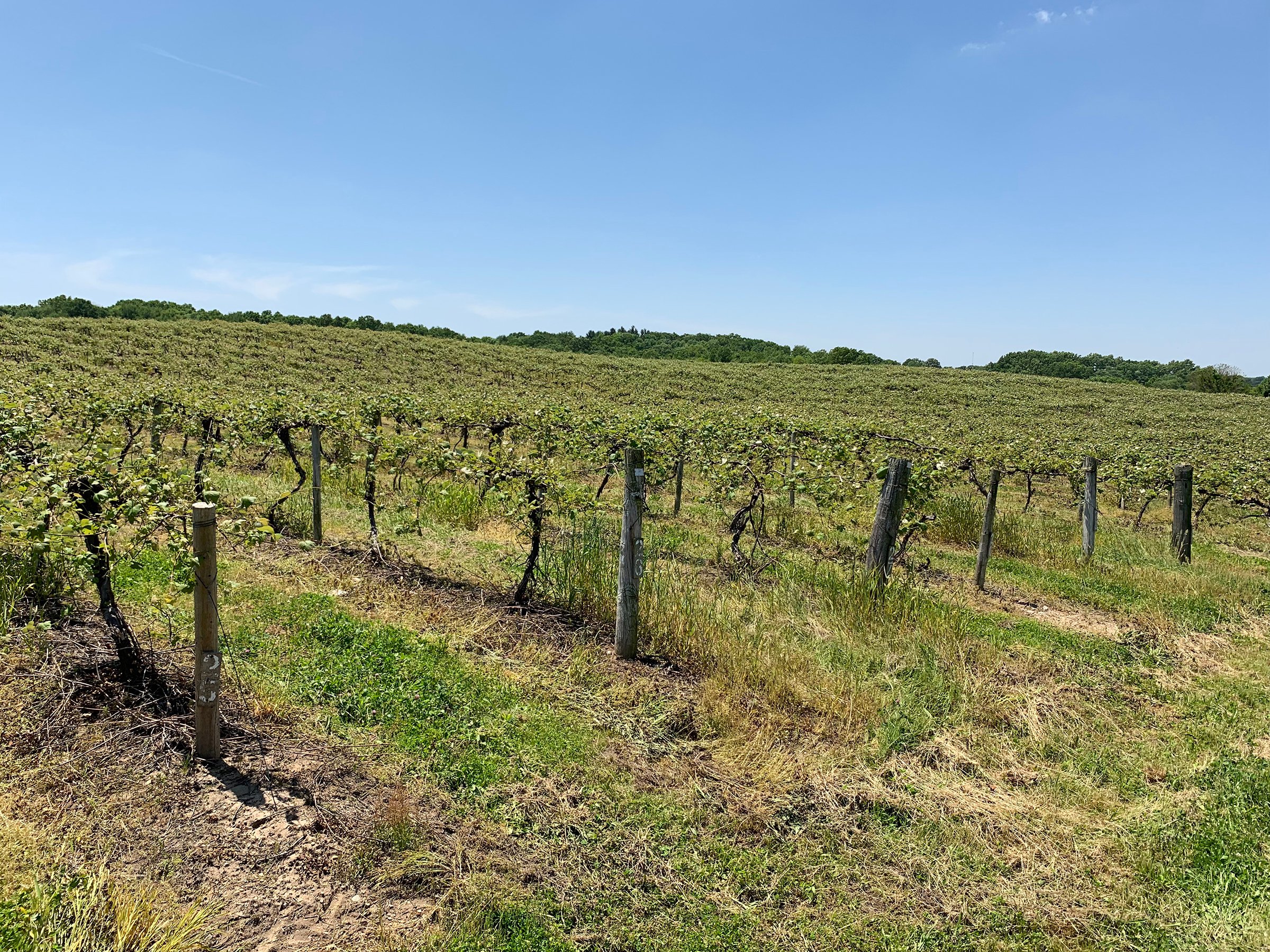 Concord Grapes in Van Buren County, Michigan farmland - LAND AUCTION - 194+/- ACRES OFFERED IN 5 TRACTS IN VAN BUREN COUNTY, MICHIGAN