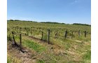 Concord Grapes in Van Buren County, Michigan farmland - LAND AUCTION - 194+/- ACRES OFFERED IN 5 TRACTS IN VAN BUREN COUNTY, MICHIGAN