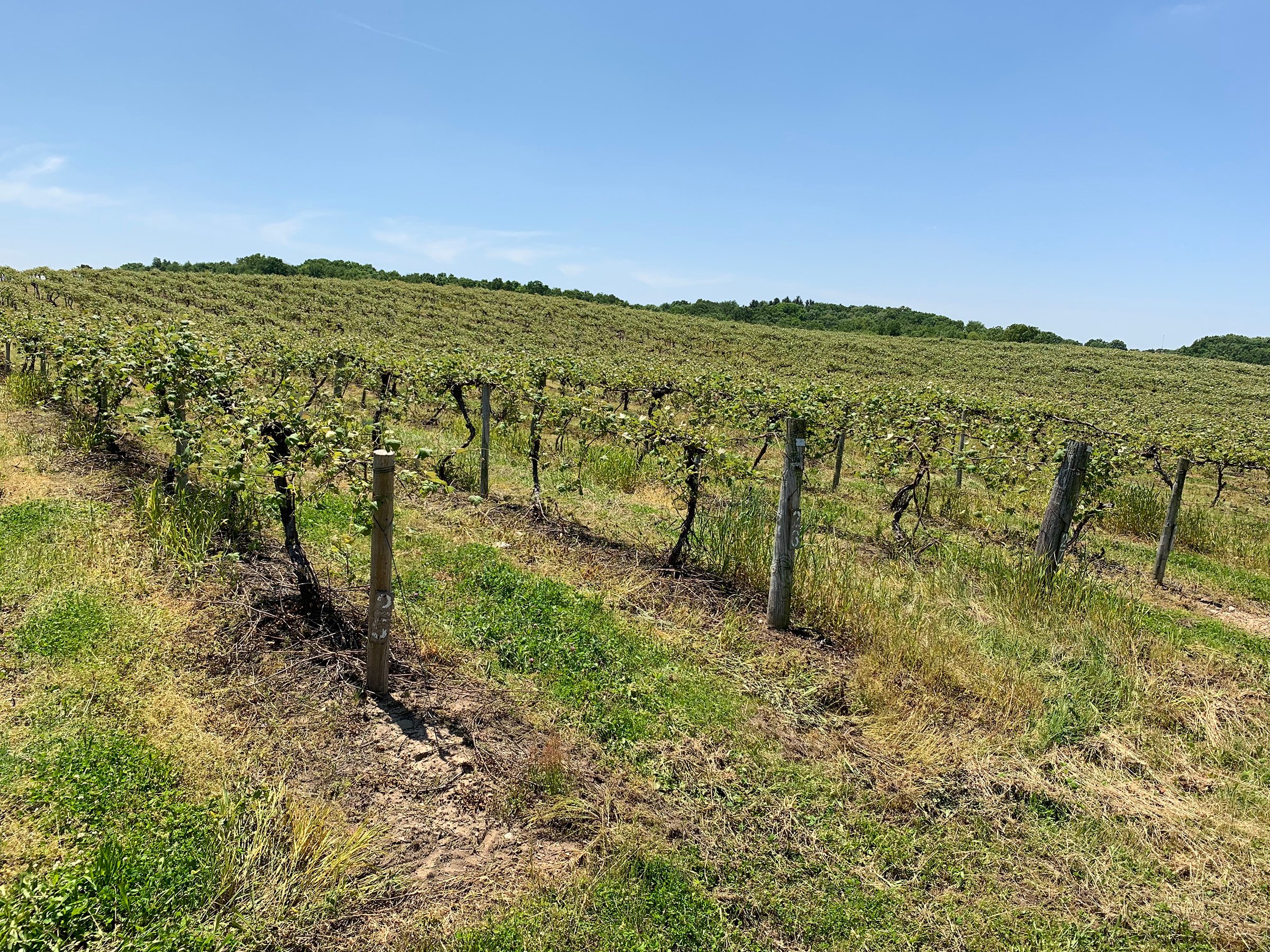 Concord Grapes in Van Buren County, Michigan farmland - LAND AUCTION - 194+/- ACRES OFFERED IN 5 TRACTS IN VAN BUREN COUNTY, MICHIGAN