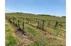 Concord Grapes in Van Buren County, Michigan farmland - LAND AUCTION - 194+/- ACRES OFFERED IN 5 TRACTS IN VAN BUREN COUNTY, MICHIGAN