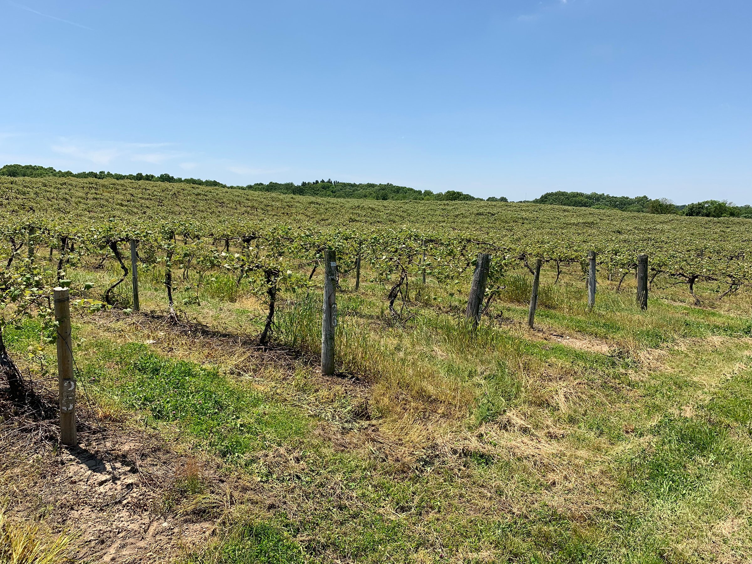 Concord Grapes in Van Buren County, Michigan farmland - LAND AUCTION - 194+/- ACRES OFFERED IN 5 TRACTS IN VAN BUREN COUNTY, MICHIGAN