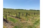 Concord Grapes in Van Buren County, Michigan farmland - LAND AUCTION - 194+/- ACRES OFFERED IN 5 TRACTS IN VAN BUREN COUNTY, MICHIGAN