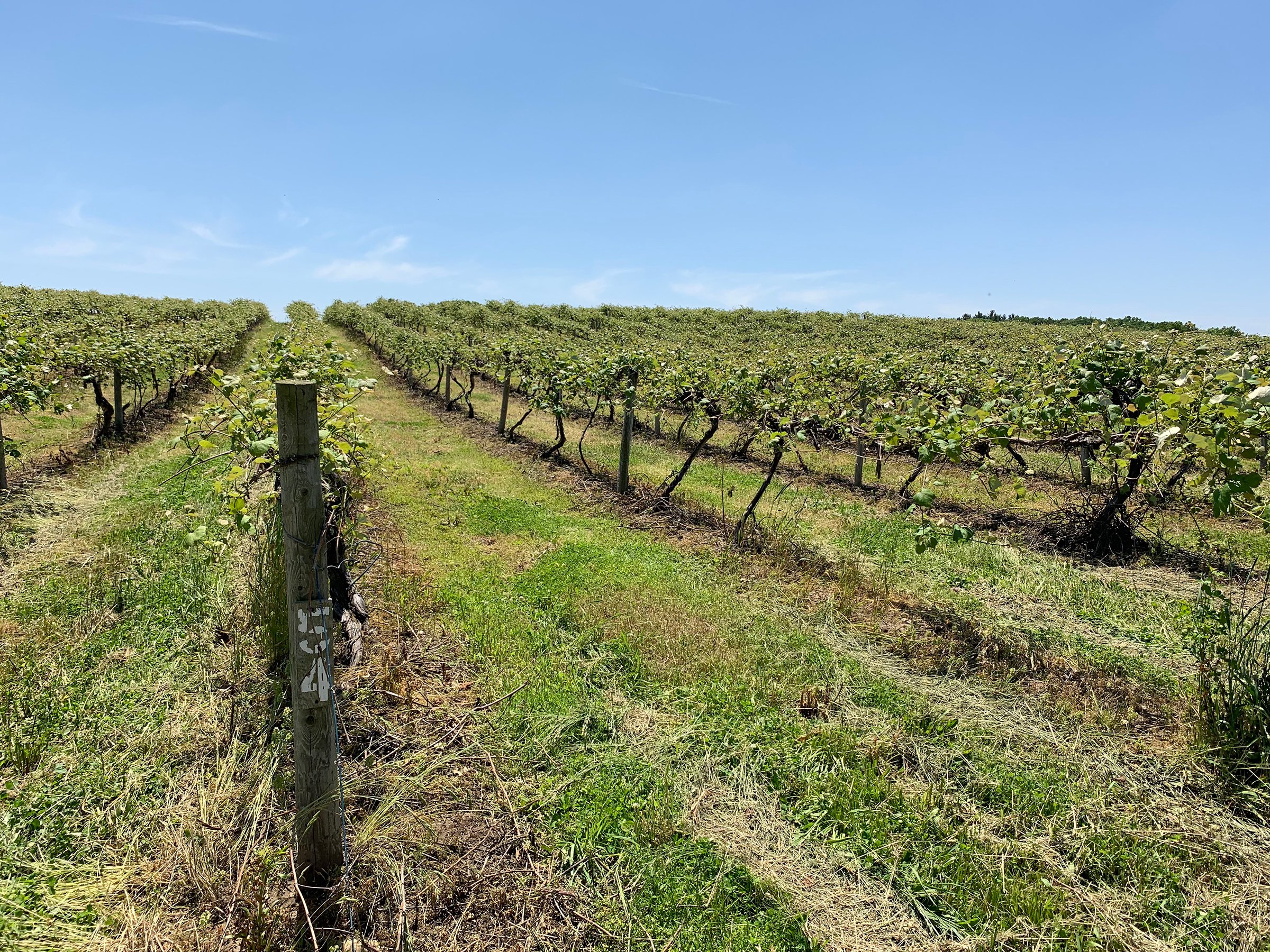 Concord Grapes in Van Buren County, Michigan farmland - LAND AUCTION - 194+/- ACRES OFFERED IN 5 TRACTS IN VAN BUREN COUNTY, MICHIGAN