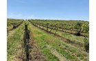 Concord Grapes in Van Buren County, Michigan farmland - LAND AUCTION - 194+/- ACRES OFFERED IN 5 TRACTS IN VAN BUREN COUNTY, MICHIGAN