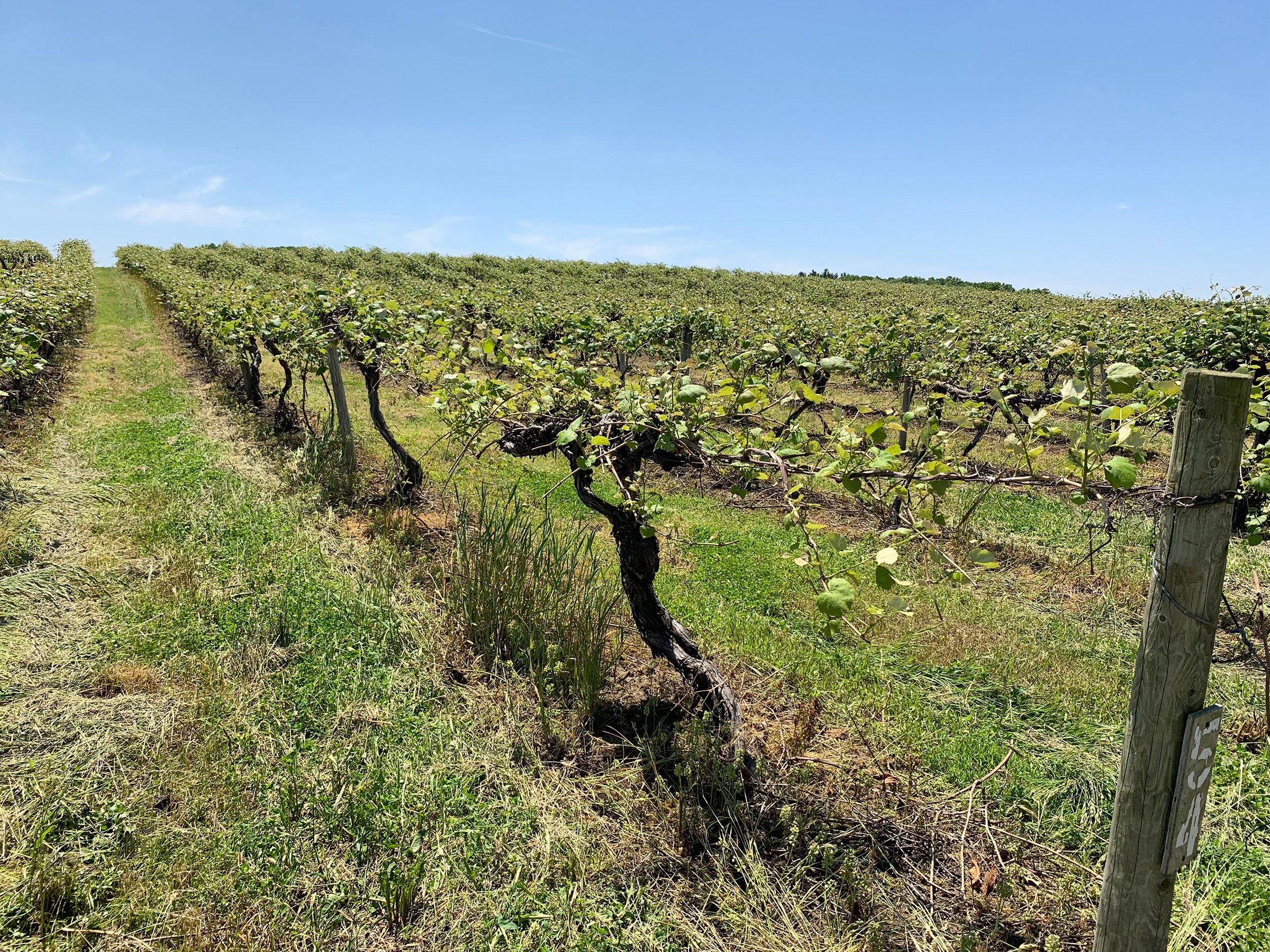 Concord Grapes in Van Buren County, Michigan farmland - LAND AUCTION - 194+/- ACRES OFFERED IN 5 TRACTS IN VAN BUREN COUNTY, MICHIGAN