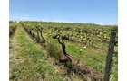 Concord Grapes in Van Buren County, Michigan farmland - LAND AUCTION - 194+/- ACRES OFFERED IN 5 TRACTS IN VAN BUREN COUNTY, MICHIGAN