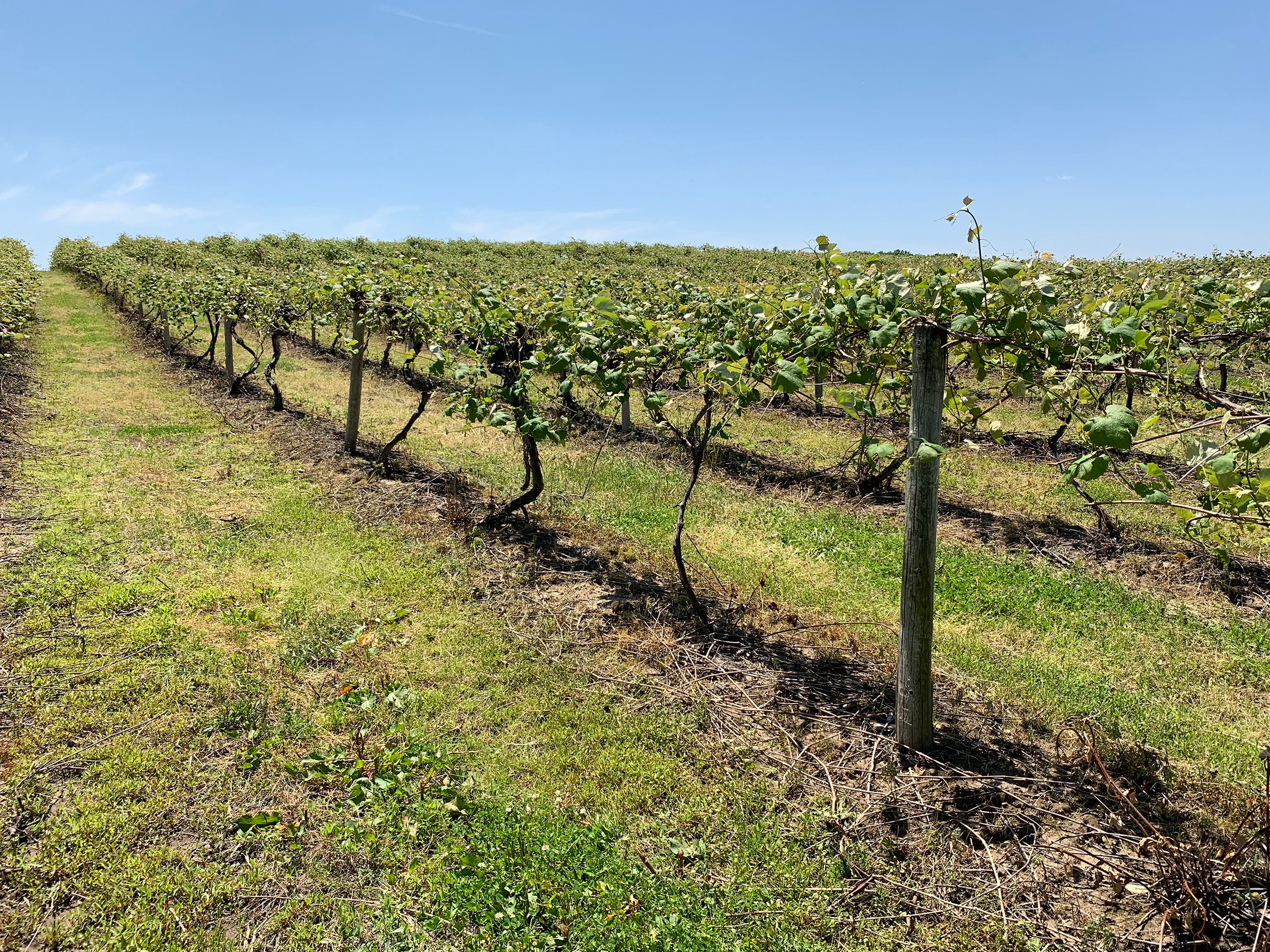 Concord Grapes in Van Buren County, Michigan farmland - LAND AUCTION - 194+/- ACRES OFFERED IN 5 TRACTS IN VAN BUREN COUNTY, MICHIGAN