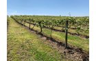 Concord Grapes in Van Buren County, Michigan farmland - LAND AUCTION - 194+/- ACRES OFFERED IN 5 TRACTS IN VAN BUREN COUNTY, MICHIGAN