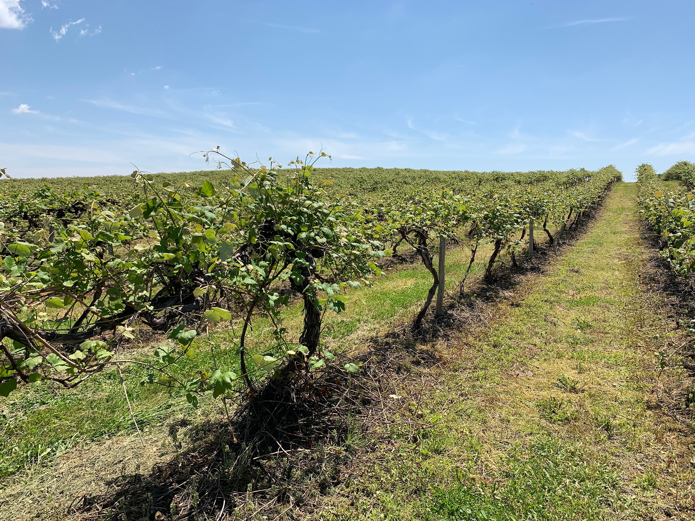 Concord Grapes in Van Buren County, Michigan farmland - LAND AUCTION - 194+/- ACRES OFFERED IN 5 TRACTS IN VAN BUREN COUNTY, MICHIGAN
