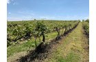 Concord Grapes in Van Buren County, Michigan farmland - LAND AUCTION - 194+/- ACRES OFFERED IN 5 TRACTS IN VAN BUREN COUNTY, MICHIGAN