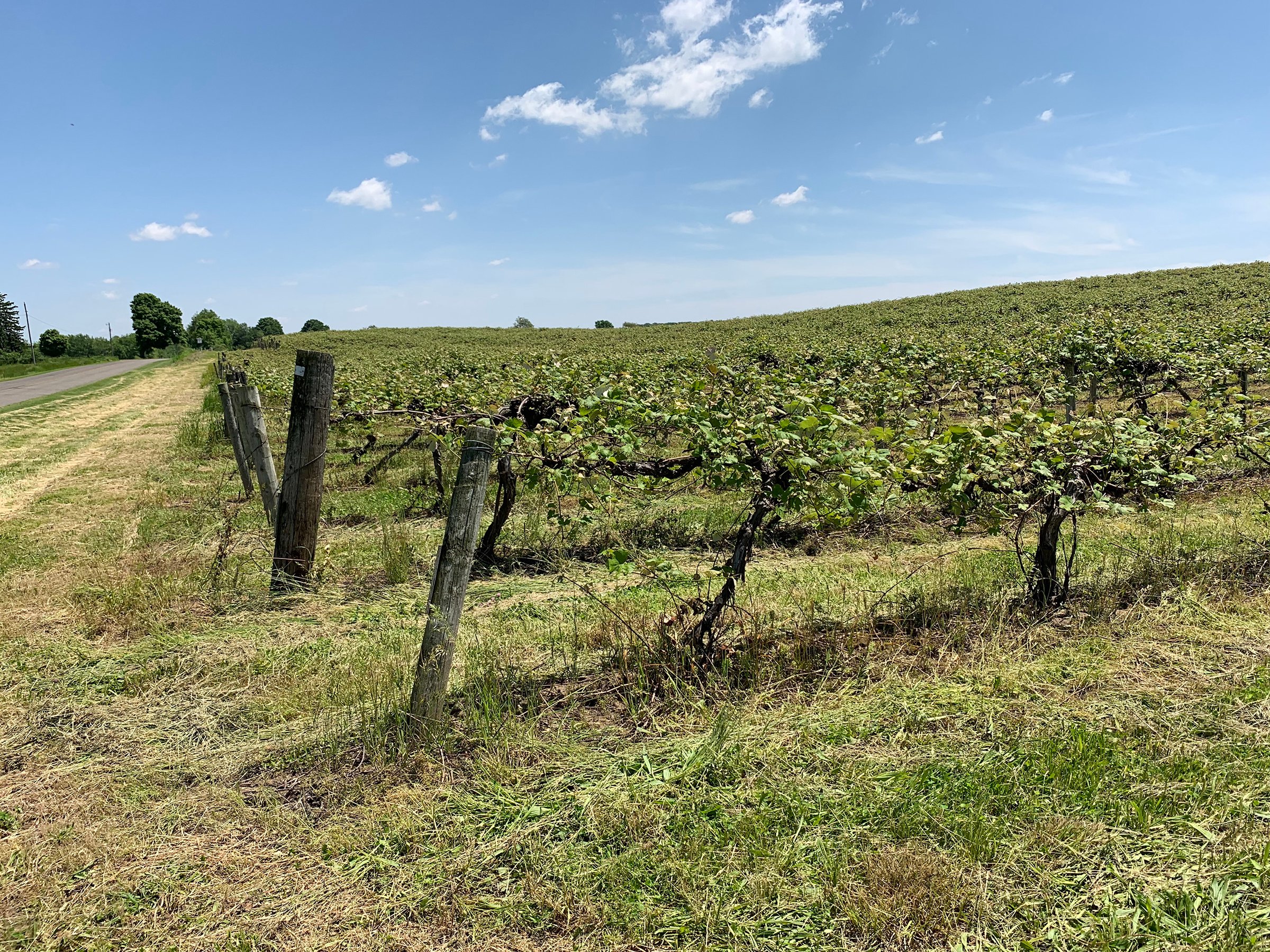 Concord Grapes in Van Buren County, Michigan farmland - LAND AUCTION - 194+/- ACRES OFFERED IN 5 TRACTS IN VAN BUREN COUNTY, MICHIGAN