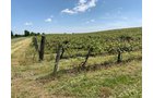 Concord Grapes in Van Buren County, Michigan farmland - LAND AUCTION - 194+/- ACRES OFFERED IN 5 TRACTS IN VAN BUREN COUNTY, MICHIGAN