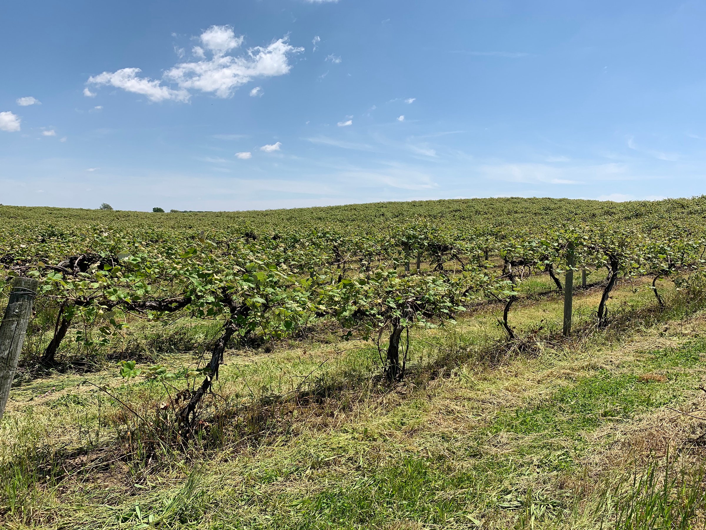 Concord Grapes in Van Buren County, Michigan farmland - LAND AUCTION - 194+/- ACRES OFFERED IN 5 TRACTS IN VAN BUREN COUNTY, MICHIGAN