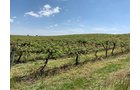 Concord Grapes in Van Buren County, Michigan farmland - LAND AUCTION - 194+/- ACRES OFFERED IN 5 TRACTS IN VAN BUREN COUNTY, MICHIGAN