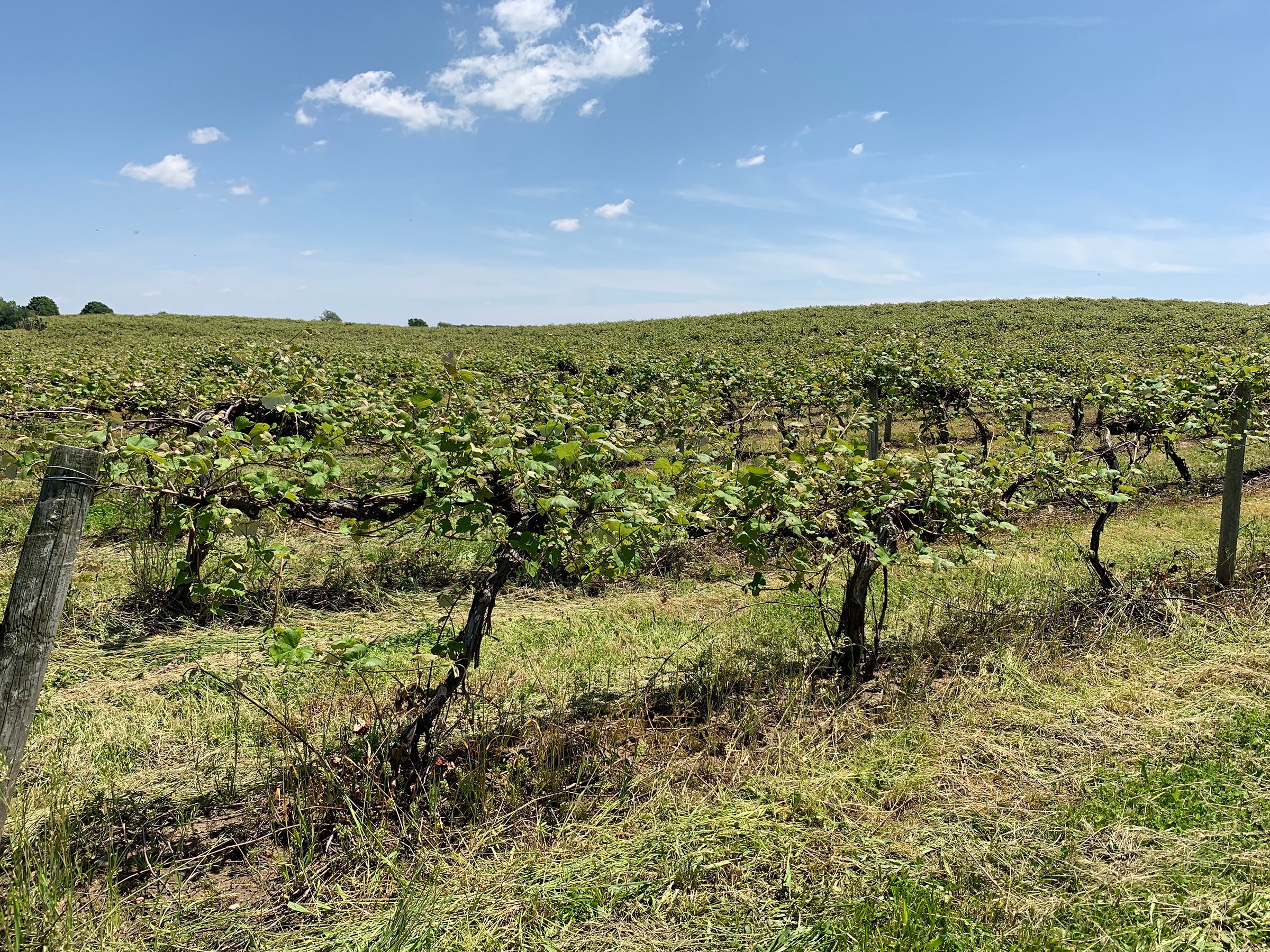 Concord Grapes in Van Buren County, Michigan farmland - LAND AUCTION - 194+/- ACRES OFFERED IN 5 TRACTS IN VAN BUREN COUNTY, MICHIGAN