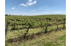 Concord Grapes in Van Buren County, Michigan farmland - LAND AUCTION - 194+/- ACRES OFFERED IN 5 TRACTS IN VAN BUREN COUNTY, MICHIGAN