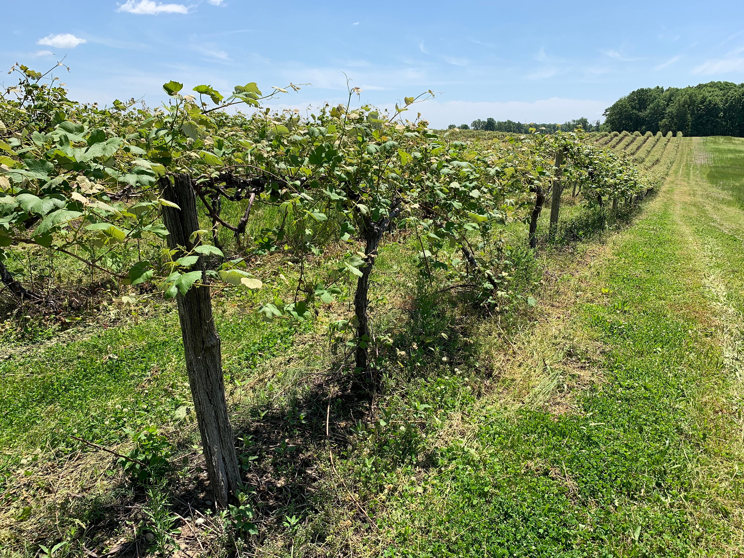 Concord Grapes in Van Buren County, Michigan farmland - LAND AUCTION - 194+/- ACRES OFFERED IN 5 TRACTS IN VAN BUREN COUNTY, MICHIGAN