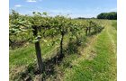 Concord Grapes in Van Buren County, Michigan farmland - LAND AUCTION - 194+/- ACRES OFFERED IN 5 TRACTS IN VAN BUREN COUNTY, MICHIGAN