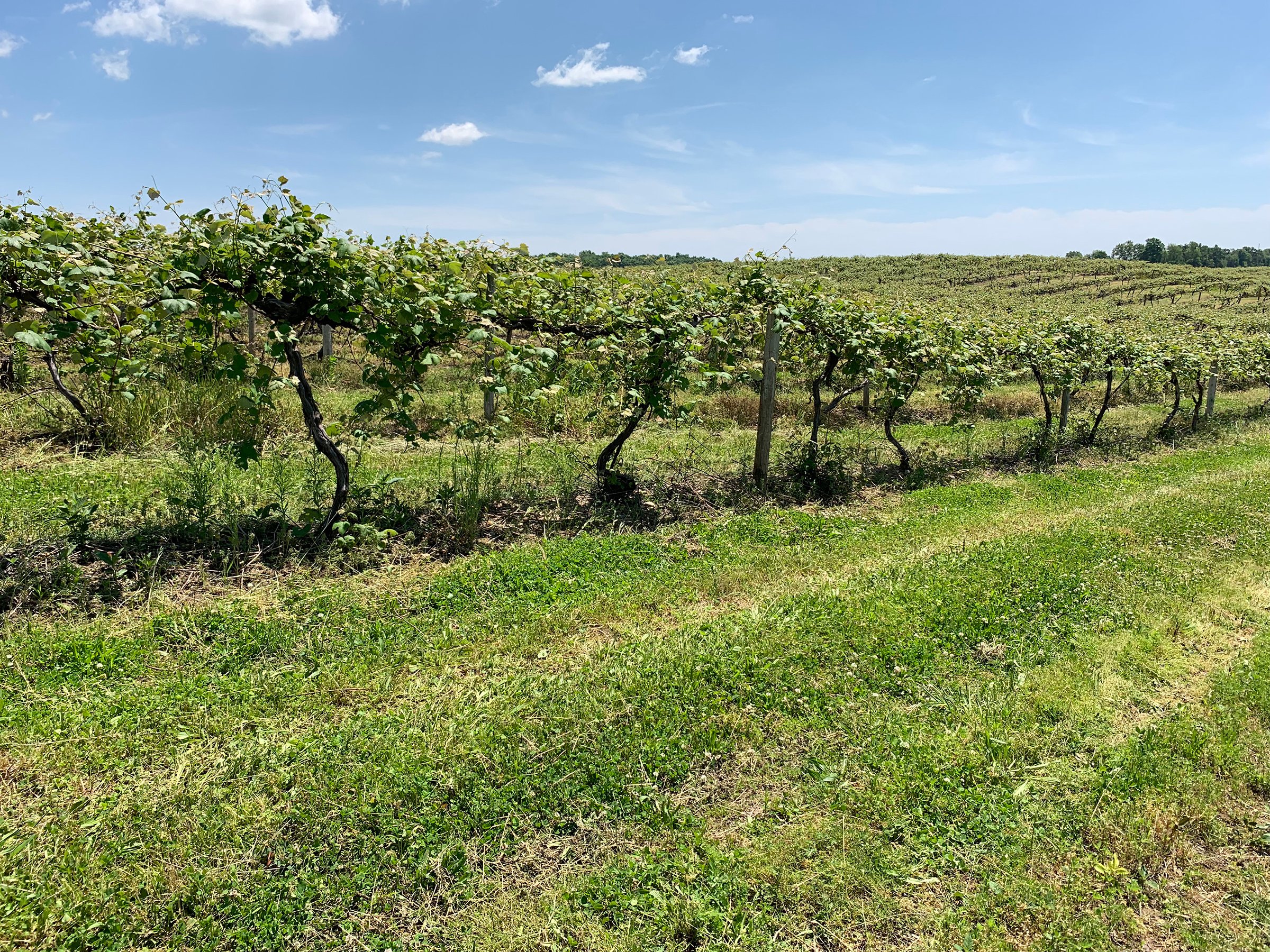 Concord Grapes in Van Buren County, Michigan farmland - LAND AUCTION - 194+/- ACRES OFFERED IN 5 TRACTS IN VAN BUREN COUNTY, MICHIGAN