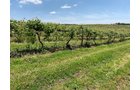 Concord Grapes in Van Buren County, Michigan farmland - LAND AUCTION - 194+/- ACRES OFFERED IN 5 TRACTS IN VAN BUREN COUNTY, MICHIGAN