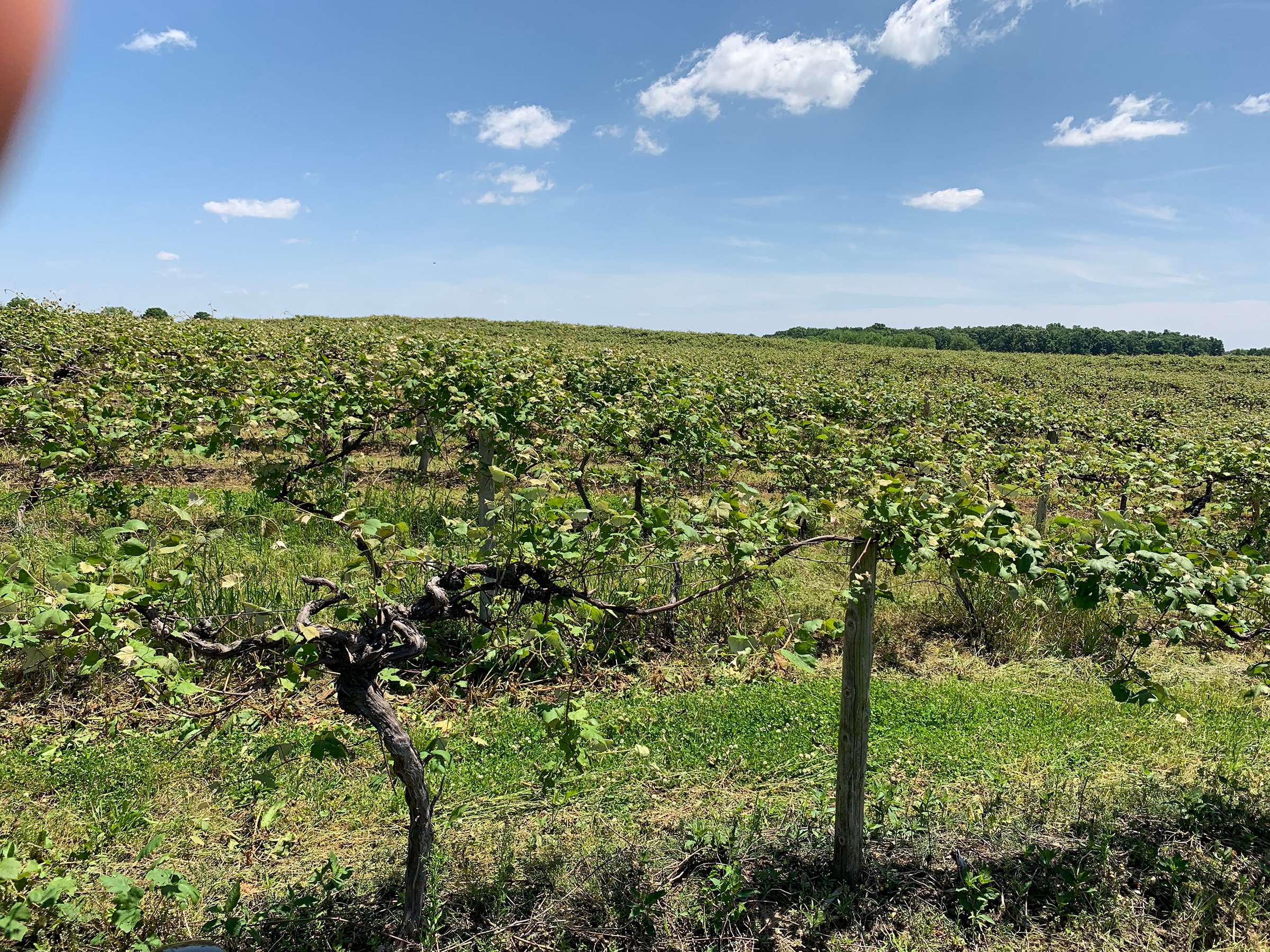 Concord Grapes in Van Buren County, Michigan farmland - LAND AUCTION - 194+/- ACRES OFFERED IN 5 TRACTS IN VAN BUREN COUNTY, MICHIGAN