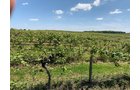 Concord Grapes in Van Buren County, Michigan farmland - LAND AUCTION - 194+/- ACRES OFFERED IN 5 TRACTS IN VAN BUREN COUNTY, MICHIGAN