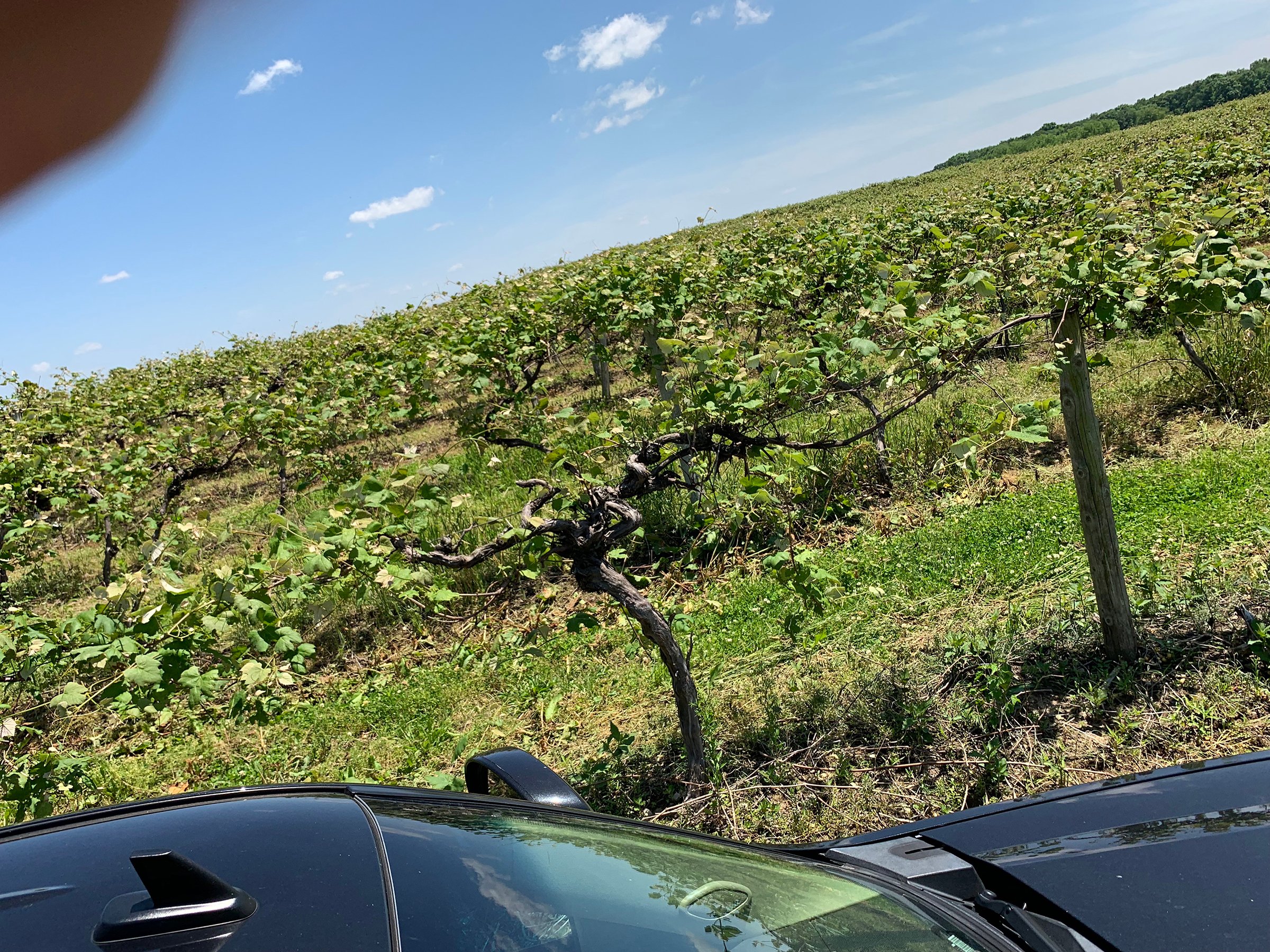 Concord Grapes in Van Buren County, Michigan farmland - LAND AUCTION - 194+/- ACRES OFFERED IN 5 TRACTS IN VAN BUREN COUNTY, MICHIGAN